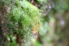 Hymenophyllum flexuosum