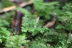 Hymenophyllum flexuosum