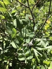 Lathyrus pauciflorus