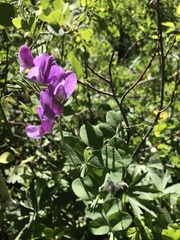 Lathyrus pauciflorus