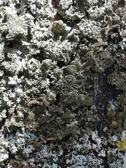 Melanohalea