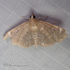 Luma sericea