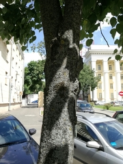 Melanohalea