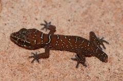Pachydactylus affinis