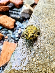 Duttaphrynus melanostictus