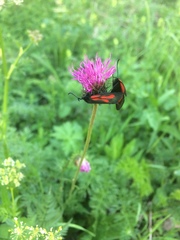 Zygaena osterodensis