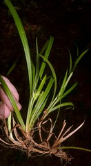Carex abscondita