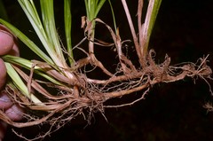 Carex abscondita