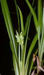 Carex abscondita