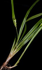 Carex abscondita