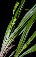 Carex abscondita