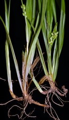 Carex abscondita