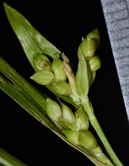 Carex abscondita