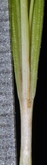 Carex abscondita