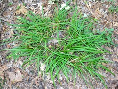 Carex abscondita