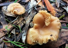 Singerocybe clitocyboides