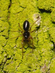 Linyphiidae