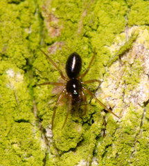 Linyphiidae