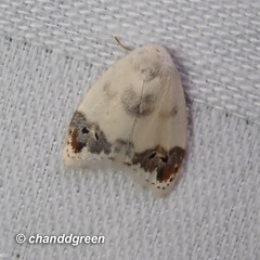 Neoduma kuangtungensis