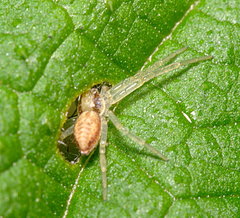 Philodromus