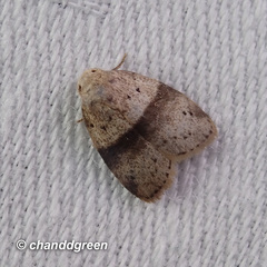 Stictane rectilinea chinesica