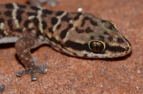 Karoo Gecko, Pachydactylus formosus