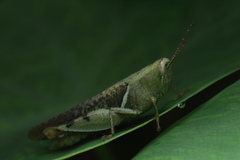 Xenocatantops humilis