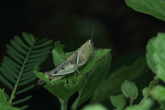 Xenocatantops humilis