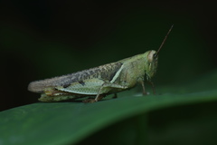 Xenocatantops humilis