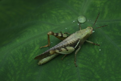 Xenocatantops humilis