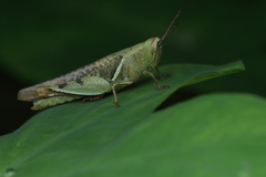 Xenocatantops humilis