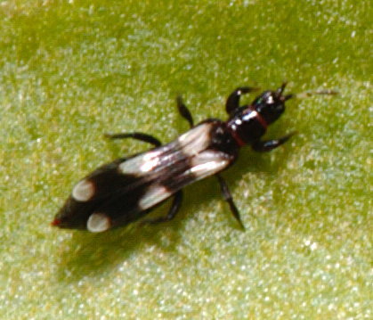 Aeolothripidae