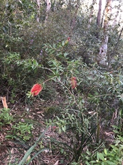 Melaleuca pachyphylla