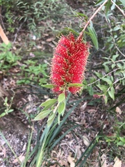 Melaleuca pachyphylla