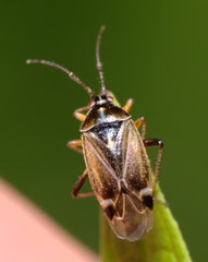 Harpocera thoracica