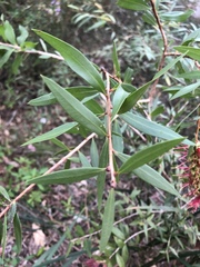 Melaleuca pachyphylla