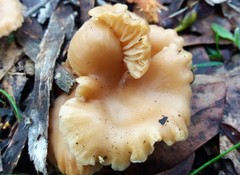 Singerocybe clitocyboides