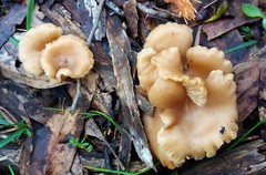 Singerocybe clitocyboides