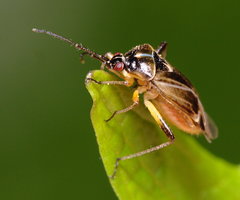 Harpocera thoracica