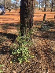 Sisymbrium erysimoides