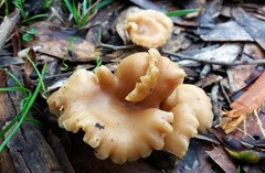 Singerocybe clitocyboides