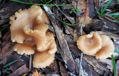 Singerocybe clitocyboides