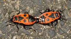 Pyrrhocoris apterus