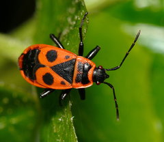 Pyrrhocoris apterus