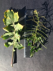 Sisymbrium erysimoides