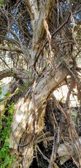 Melaleuca brevifolia