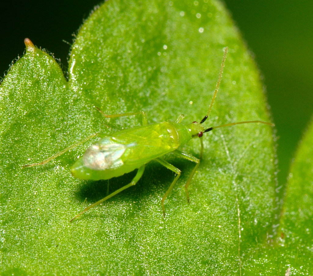 Macrolophus caliginosus