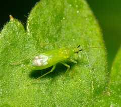 Macrolophus pygmaeus
