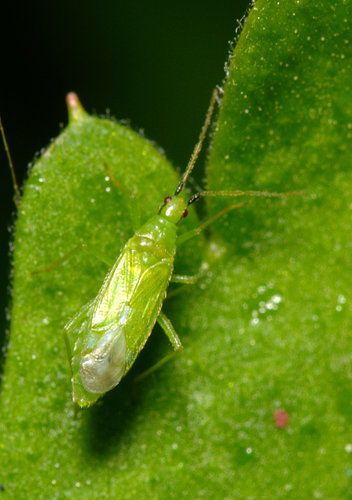 Genus Macrolophus · iNaturalist
