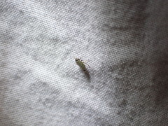 Amblysellus curtisii